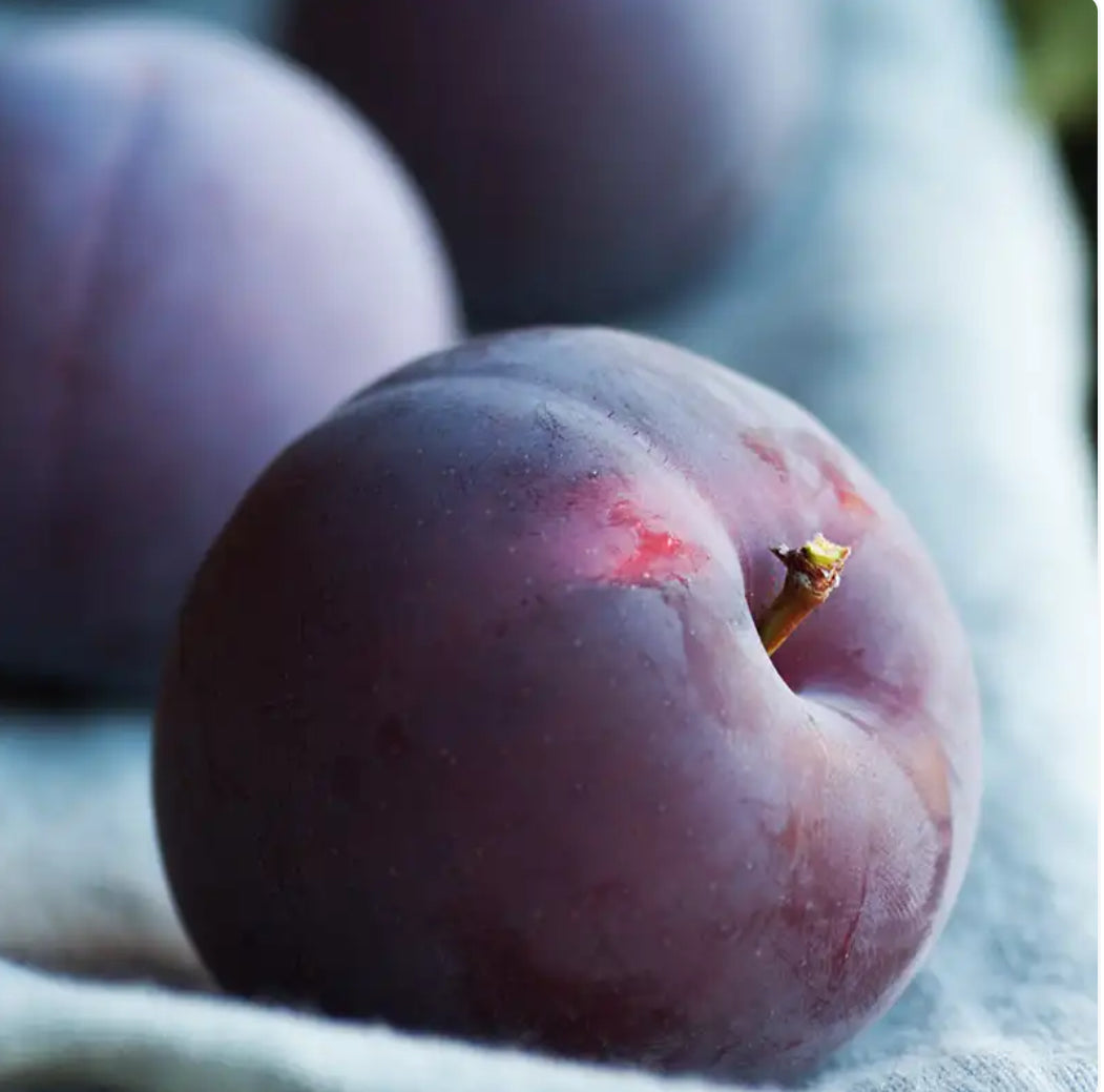 Cashmere Plum Flower