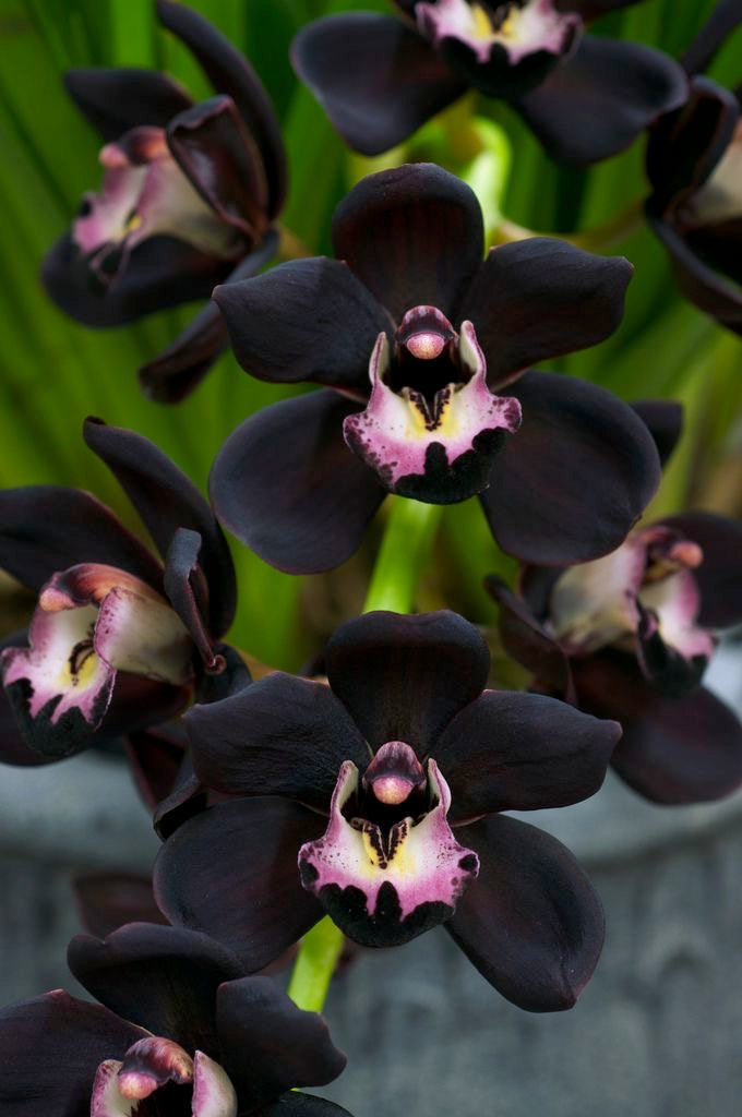 Midnight Orchid